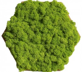 Organic Moss Hexagon Reindeer Moss (Licheni)