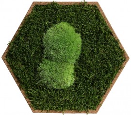Organic Moss Hexagon Forest (Muschi Padure)