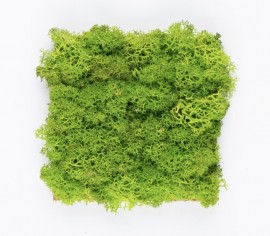 Organic Moss Square S Lime Green